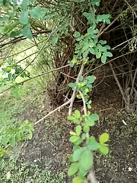 Snapshot of junedkhan99 chatting on April 4, 2026, 5:25 am junedkhan99 online show from April 4, 2026, 5:25 am