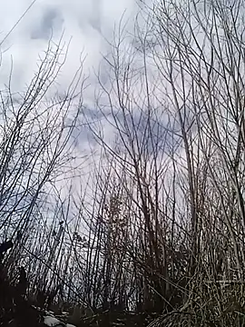 Snapshot of Luceriusbigass chatting on January 30, 2025, 12:06 pm Luceriusbigass online show from January 30, 2025, 12:06 pm