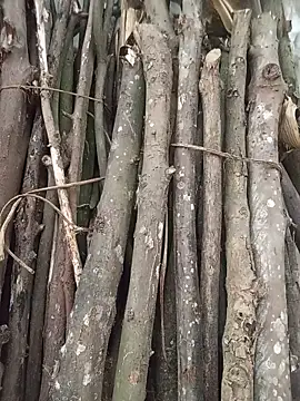 linhbaby01 online show from May 24, 2026, 10:31 pm