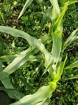 Snapshot of ThethunderPo chatting on March 17, 2026, 2:25 am ThethunderPo online show from March 17, 2026, 2:25 am