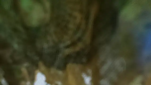 domjoab online show from January 24, 2025, 11:04 am