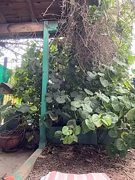 sofy alone online show from April 26, 2026, 1:19 pm