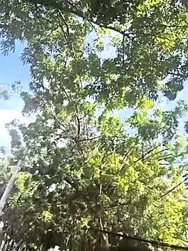 Snapshot of lady-rosse chatting on February 28, 2025, 2:31 pm lady-rosse online show from February 28, 2025, 2:31 pm