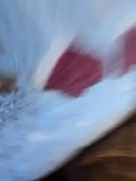 Snapshot of DauerGeilDaddy chatting on March 6, 2025, 8:30 am DauerGeilDaddy online show from March 6, 2025, 8:30 am