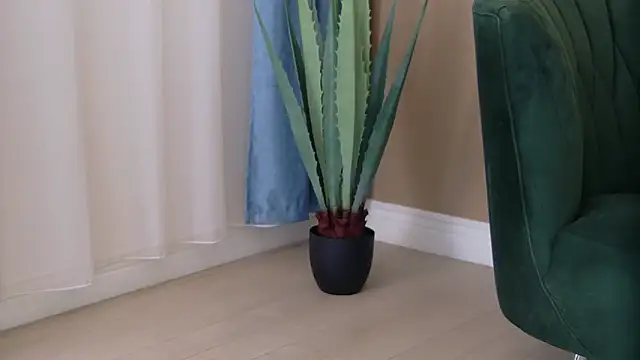 Bailey Rush online show from November 25, 2025, 3:34 pm